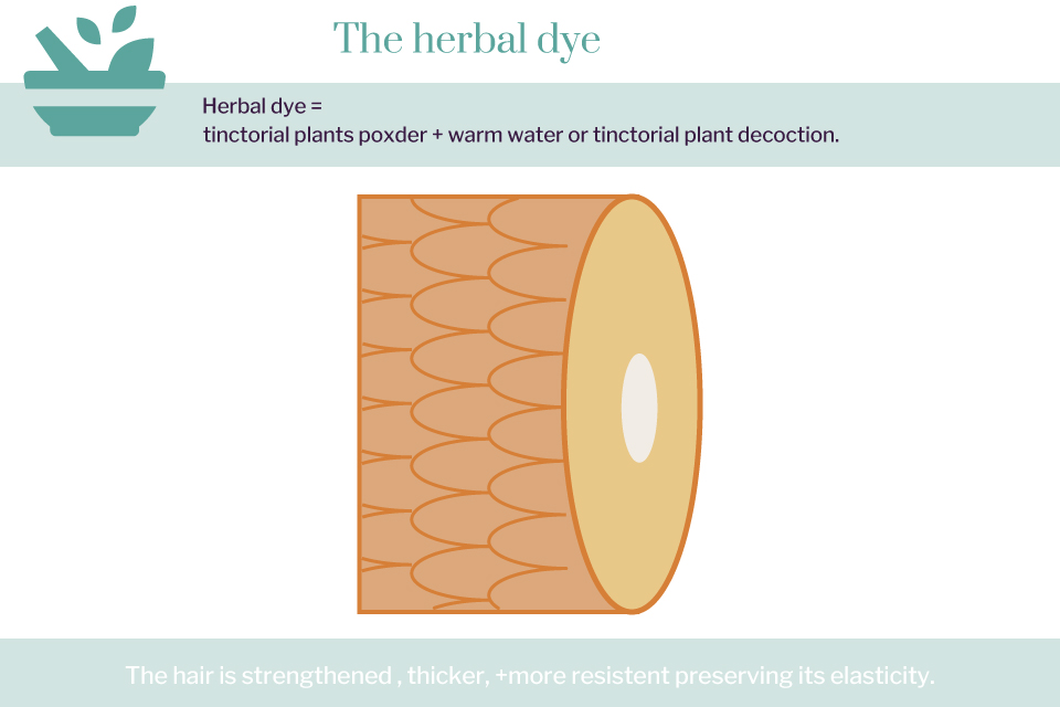 Schéma du cheveu avec une coloration végétale