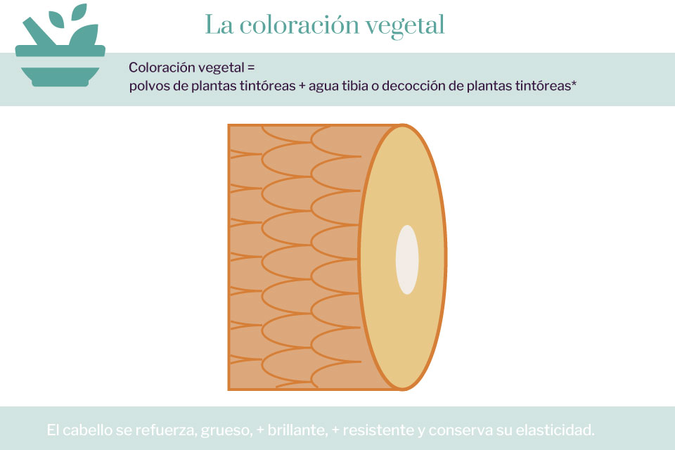 Schéma du cheveu avec une coloration végétale