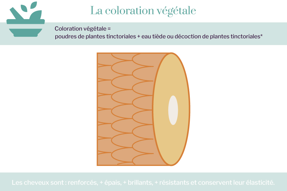 Schéma du cheveu avec une coloration végétale