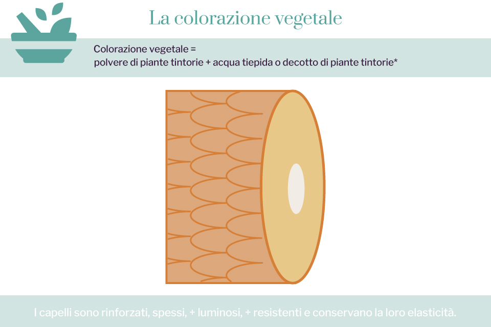 Schéma du cheveu avec une coloration végétale